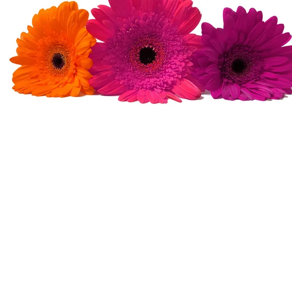 Гербери Помаранчеві Рожеві Фіолетові Квіти Ізольовані Білому Тлі Композиція Букетна — стокове фото