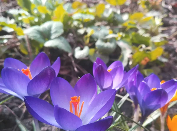 Azafrán están floreciendo en el jardín. estandarte con púrpura, violeta flores de primavera. lugar para el texto. Plantilla para póster de postal , —  Fotos de Stock