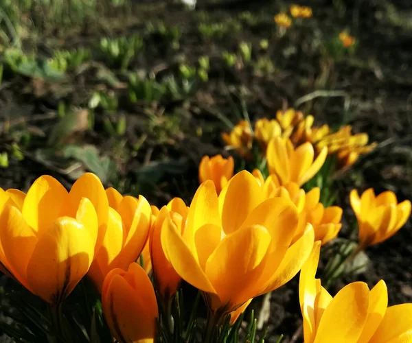 Krokusy kwitną w ogrodzie. sztandar z żółtymi wiosennymi kwiatami. miejsce na tekst. Wzór plakatu pocztówki, — Zdjęcie stockowe