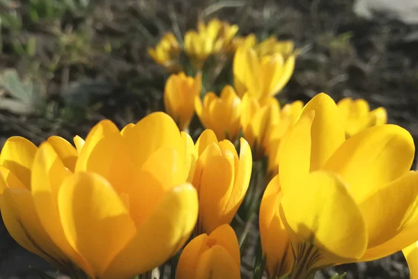 Krokusse Blühen Garten Banner Mit Gelben Frühlingsblumen Platz Für Text — Stockfoto