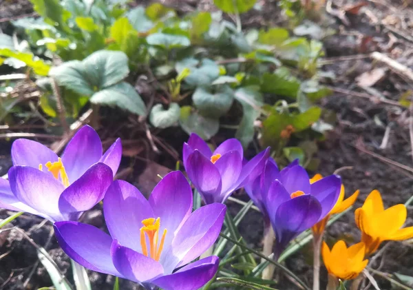 Krokusse Blühen Garten Banner Mit Lila Violetten Frühlingsblumen Platz Für — Stockfoto