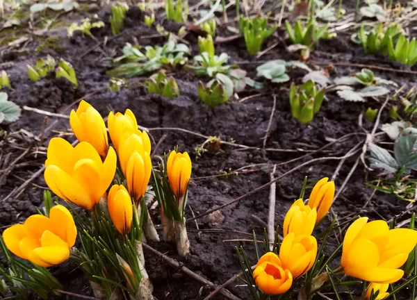 crocuses are blooming in the garden. banner with yellow spring flowers. place for text, copy space. background.