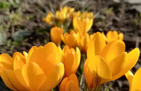 crocuses are blooming in the garden. banner with yellow spring flowers. place for text, copy space. Template for card, poster, background.