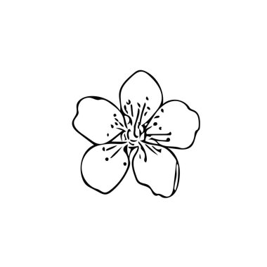 Tek kayısı ağacı çiçekli el karalama stiliyle çizilmiş. Basit bir İskandinav. Bahar çiçekleri. tasarım ögesi kartı, etiket, simge, poster