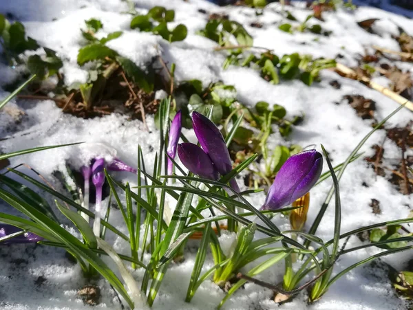 Azafrán Están Floreciendo Jardín Estandarte Con Púrpura Violeta Flores Primavera —  Fotos de Stock