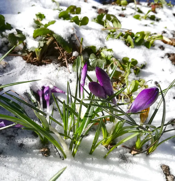 Krokusse Blühen Garten Banner Mit Lila Violetten Frühlingsblumen Platz Für — Stockfoto