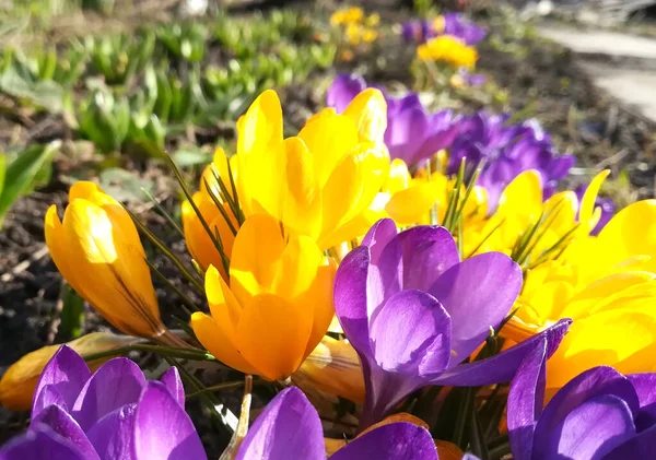 crocuses are blooming in the garden. banner with yellow and purple spring flowers. place for text, copy space. Template for card, poster, background.
