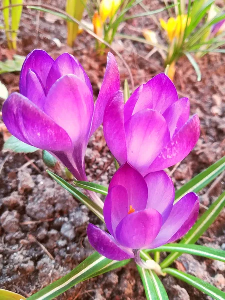 Azafrán Están Floreciendo Jardín Con Púrpura Violeta Flores Primavera Lugar —  Fotos de Stock