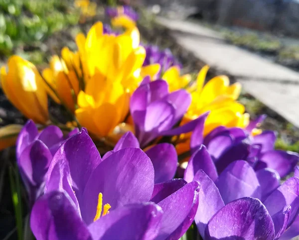 Azafrán Están Floreciendo Jardín Pancarta Con Flores Primavera Amarillas Púrpuras —  Fotos de Stock
