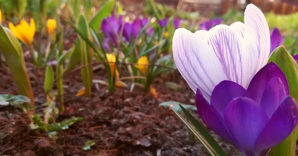 Krokusse Blühen Garten Banner Mit Gelbem Weiß Mit Violetten Streifen — Stockfoto