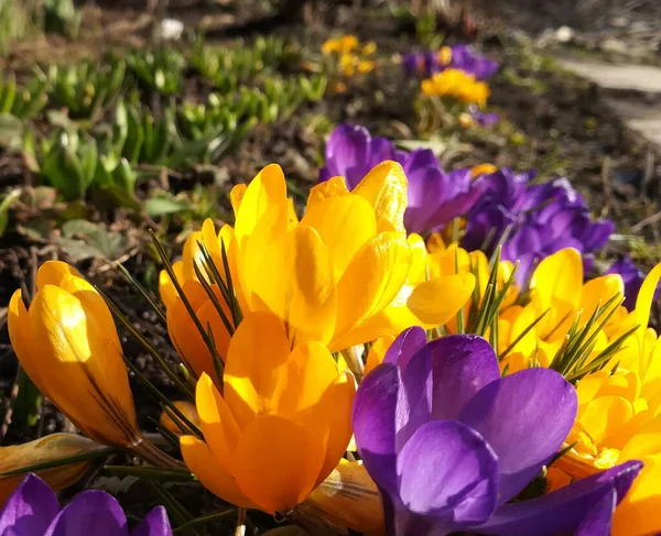 庭にはクロッカスが咲いている 黄色と紫の春の花のバナー テキスト コピースペースのための場所 カード ポスター 背景のテンプレート — ストック写真