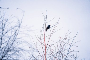 Gökyüzüne karşı bir dalda kuş.