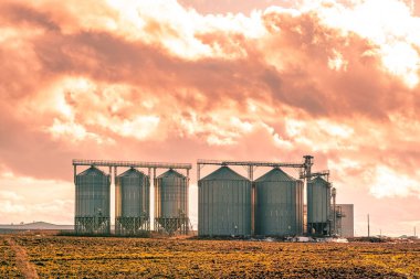 Domuz yetiştiriciliği çiftliği bir zıpzıp ile besleniyor..