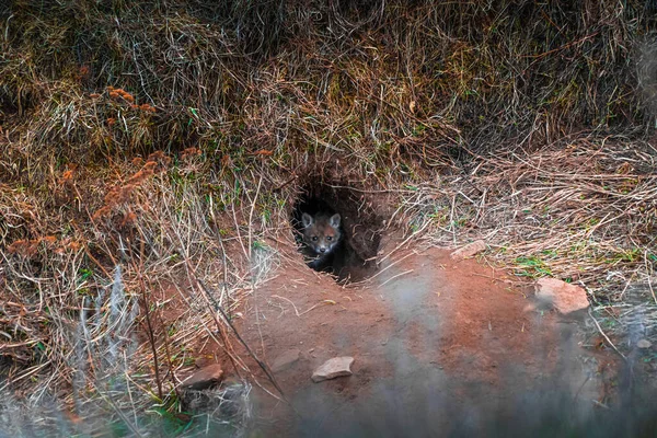 キツネの子犬が穴の近くに立ってカメラを見て — ストック写真