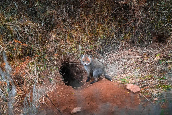 Fox cucciolo in piedi vicino al buco e guardando la fotocamera — Foto Stock