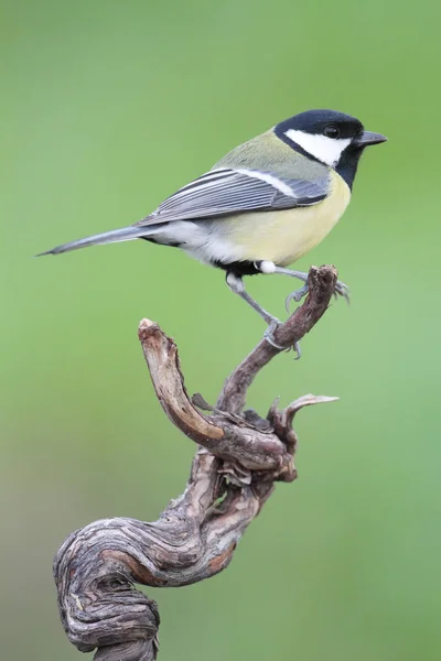 Great Tit — Stock Photo, Image