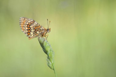 Kelebekler güzelliği