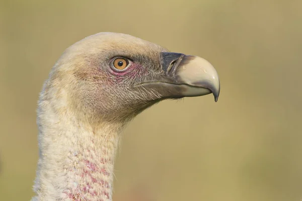 Griffon vulture portrait — Stock Photo, Image