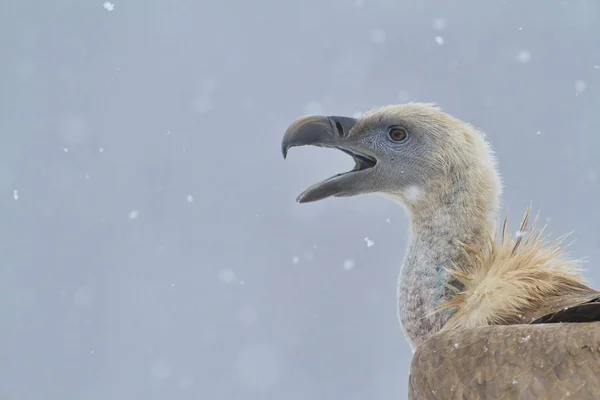 Griffon vulture portrait — Stock Photo, Image