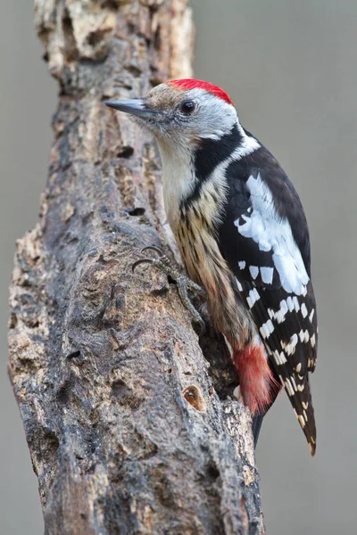 Middle spotted woodpecker (Dendrocopos medius) — Stock Photo, Image