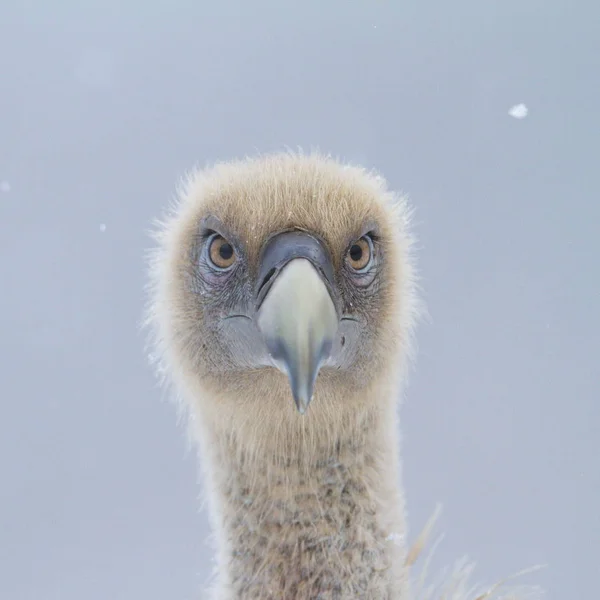 Griffon vulture portrait — Stock Photo, Image