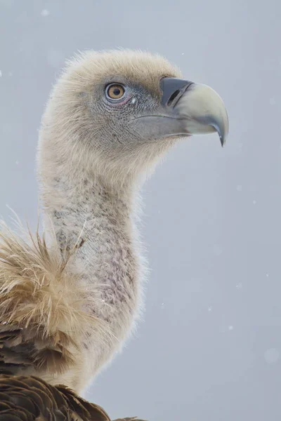 Griffon vulture (Gyps fulvus) portrait. — Stock Photo, Image