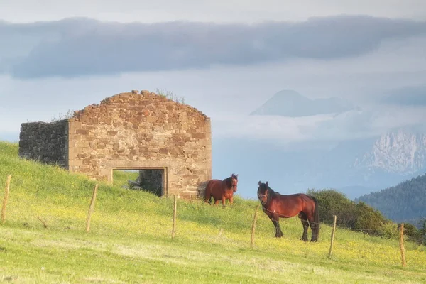 Goikomendi — Stockfoto