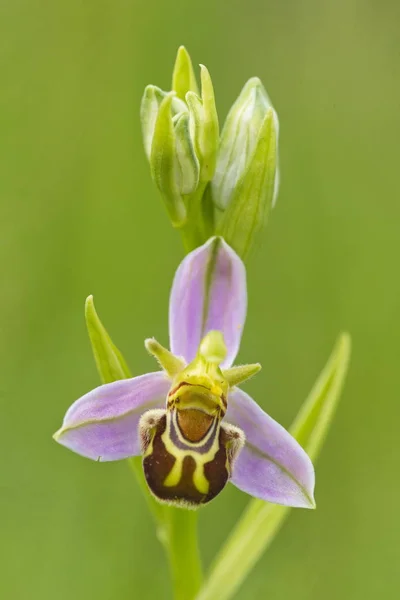 Ophrys scolopax — Photo