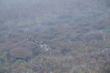 Berrea en el Parque Natural de Gorbea (Bask ülkesi)