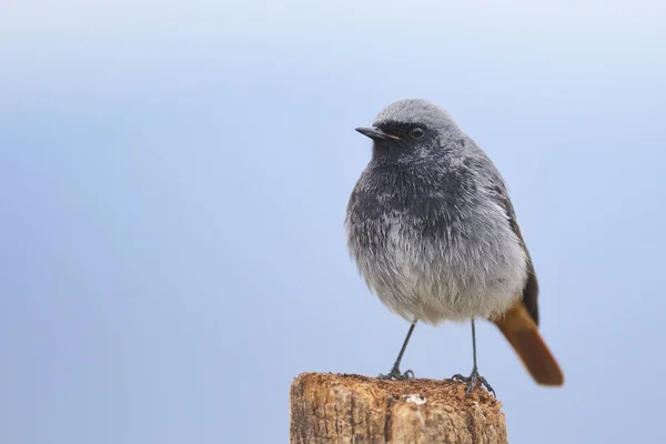 까만 redstart — 스톡 사진