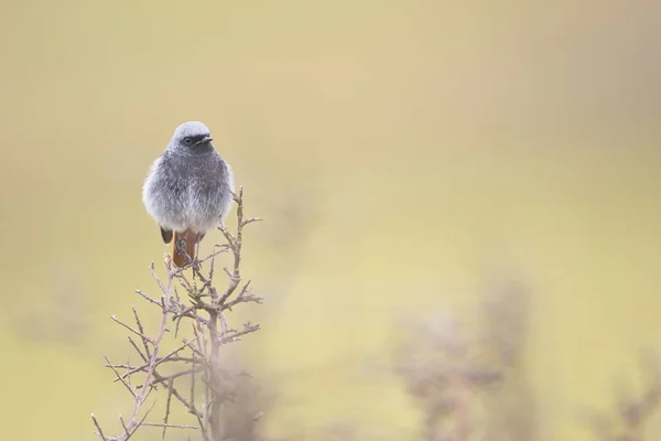 Kara kızılkuyruk — Stok fotoğraf