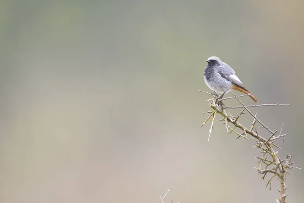 Hausrotschwanz — Stockfoto