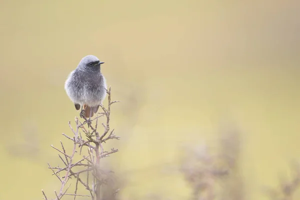 Kara kızılkuyruk — Stok fotoğraf