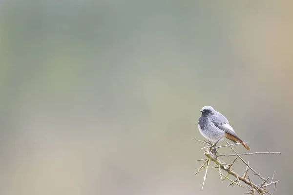 Negro Redstart — Foto de Stock