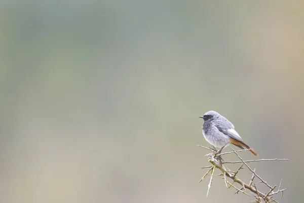 Black redstart — Stock Photo, Image