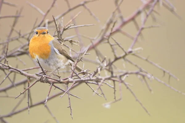 Negro Redstart — Foto de Stock