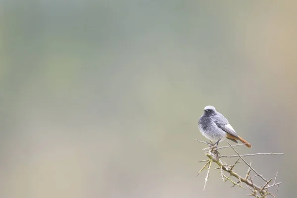 Preto Redstart — Fotografia de Stock