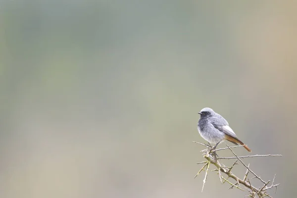 Black redstart — Stock Photo, Image