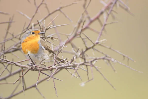 Preto Redstart — Fotografia de Stock