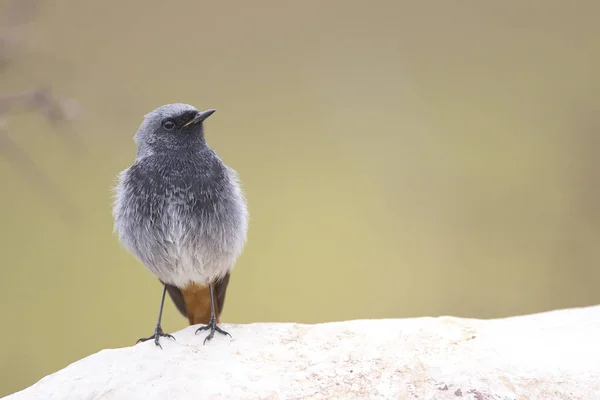 Black redstart — Stock Photo, Image