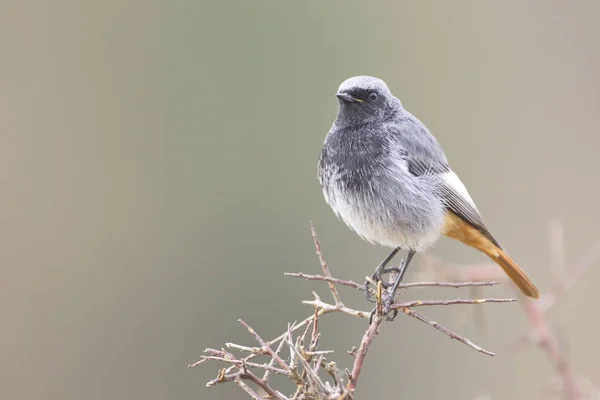 Black redstart — Stock Photo, Image