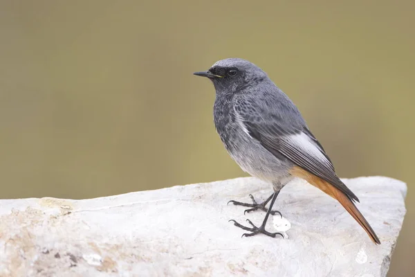 Black redstart — Stock Photo, Image