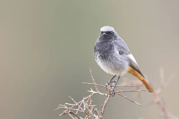 Black redstart — Stock Photo, Image