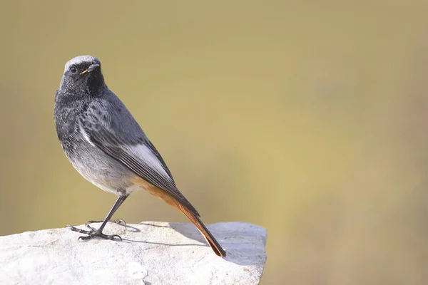 Μαύρο redstart — Φωτογραφία Αρχείου