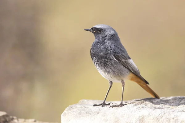 까만 redstart — 스톡 사진