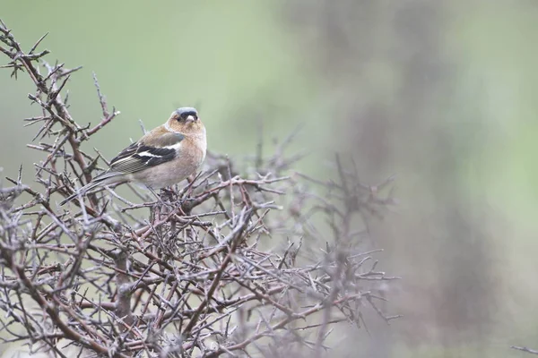 Common chaffinch — Stock Photo, Image