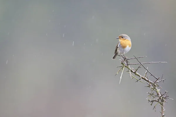 Rotkehlchen — Stockfoto