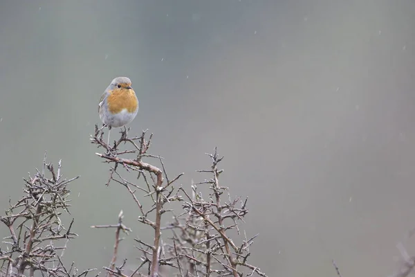 Roodborst — Stockfoto