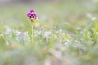 Ophrys tenthredinifera