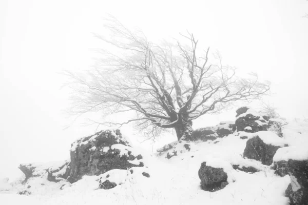 季节第一场雪 — 图库照片